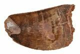 Serrated, Juvenile Carcharodontosaurus Tooth #214439-1